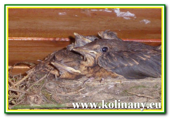 Fotogaléria 2010.06.20. - Kolíňany - Vtáčie hniezdo (31) 2010.06.20. - Kolíňany - Vtáčie hniezdo