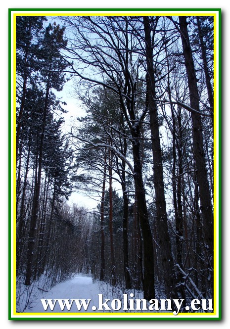 Fotogaléria 2011.01.09. - Kolíňany - Ako vidí Kolíňany cez zimu Veronika Erdélyiová (28) 2011.01.09. - Kolíňany - Ako vidí Kolíňany cez zimu Veronika Erdélyiová